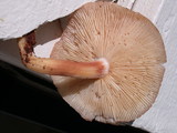 Rhodocollybia maculata image
