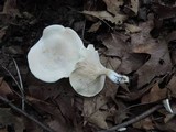 Clitopilus prunulus image