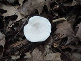 Clitopilus prunulus image