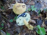 Gyroporus cyanescens var. violaceotinctus image