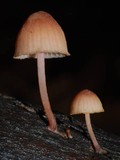 Mycena parsonsiae image