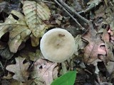 Lactarius cinereus image