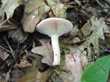 Lactarius cinereus image