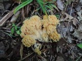 Ramaria formosa image