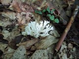 Ramariopsis kunzei image