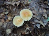 Marasmius strictipes image