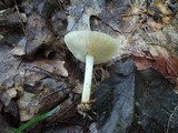 Marasmius strictipes image