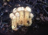 Pholiota squarrosa image