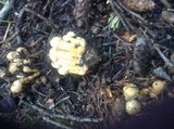 Pholiota squarrosa image