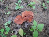 Laccaria maritima image