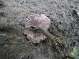 Laccaria maritima image