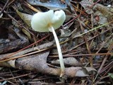 Lepiota cristata image