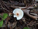 Lepiota cristata image
