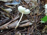 Lepiota cristata image