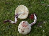 Rhodocollybia maculata image