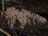 Artomyces colensoi image