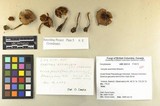Inocybe assimilata image