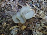 Helvella solitaria image
