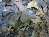 Helvella solitaria image