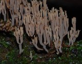 Artomyces colensoi image