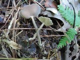Helvella solitaria image