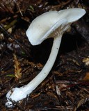 Entoloma peralbidum image