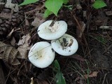 Lactarius piperatus image