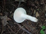 Lactarius piperatus image