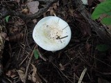 Lactarius piperatus image