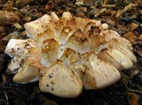 Neolentinus ponderosus image