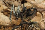 Xylaria cornu-damae image