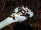 Entoloma peralbidum image