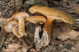 Polyporus radicatus image