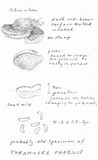 Postia fragilis image