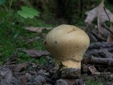 Paragyrodon sphaerosporus image