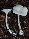 Entoloma peralbidum image