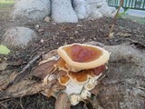 Ganoderma polychromum image