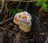 Hydnellum aurantiacum image