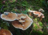 Hydnellum aurantiacum image