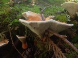 Hydnellum aurantiacum image