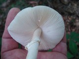 Amanita aestivalis image