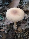 Amanita amerifulva image