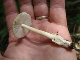 Amanita amerifulva image