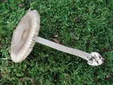 Amanita sect. Vaginatae image