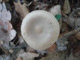 Amanita sect. Vaginatae image