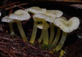 Gliophorus chromolimoneus image