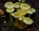 Gliophorus chromolimoneus image