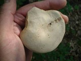 Boletus pallidus image