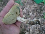 Boletus pallidus image