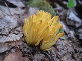 Clavulinopsis fusiformis image